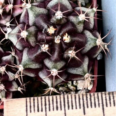 gymnocalycium damsii variegata