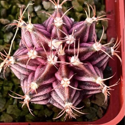 gymnocalycium damsii variegata