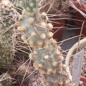 Cumulopuntia berteri MK107 -пагони-