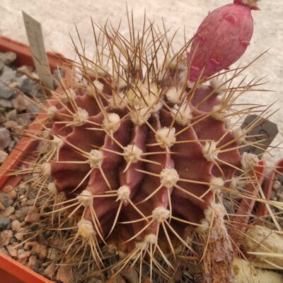 Gymnocalycium friedrichii -cube-6cm- nice form, red body, gold spines-