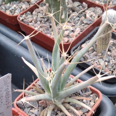 Leichtenbergia pricipis -cube-5cm-