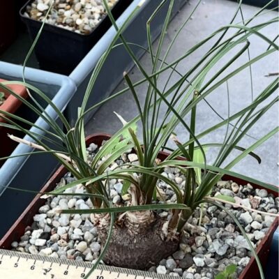 Calibanus hookeri