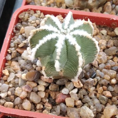 Aztekium hintonii -cube-5cm-своє коріння -