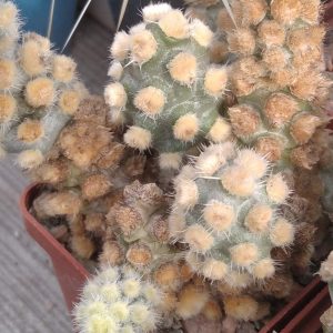 Tephrocactus mollinensis f. white - пагони-