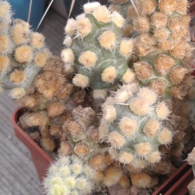 Tephrocactus mollinensis f. white - пагони-