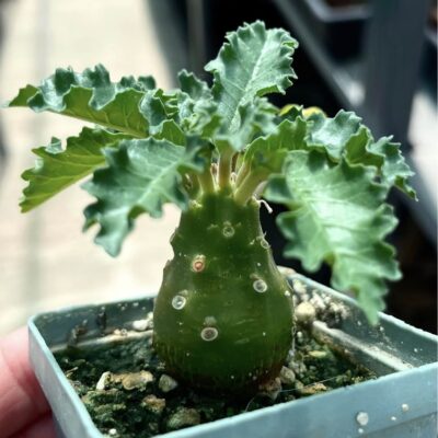 dorstenia lavrani