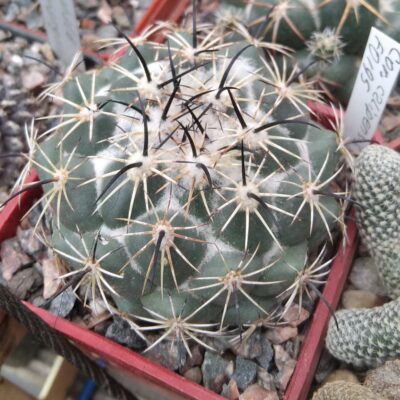 Coryphantha calipensis FO195 -cube-7cm-