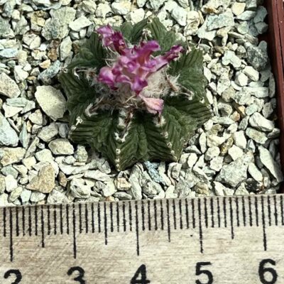 aztekium ritteri own root