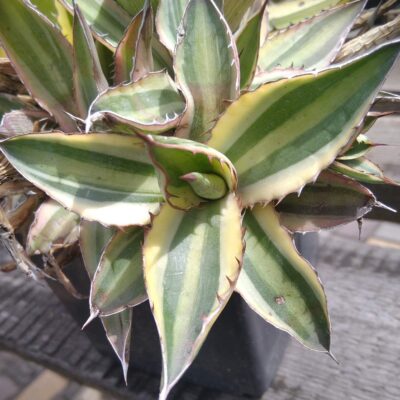 Agave lophantha v. tricolor - пагін-