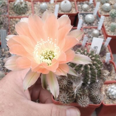 Echinopsis cv."Red Pigny"-Wessner-пагони-