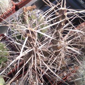 Maihueniopsis glomerata TG61 -пагони-