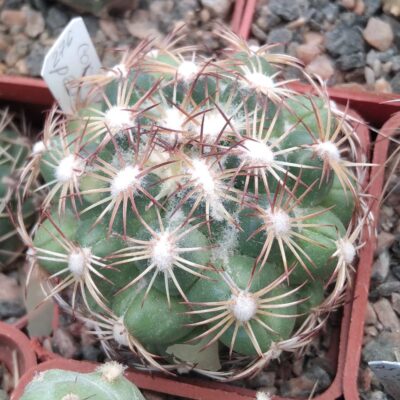 Coryphantha palmeri  -Mesa Garden- cube-5cm-