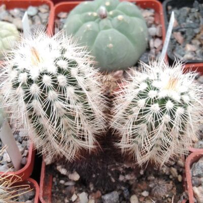 Echinocereus reichenbachii v. albispinus -cube-7cm-двійня-