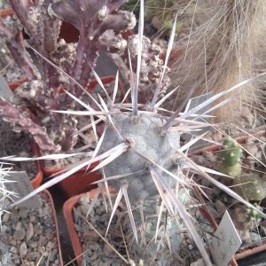 Tephrocactus articulatus VG388 -верхній пагін -