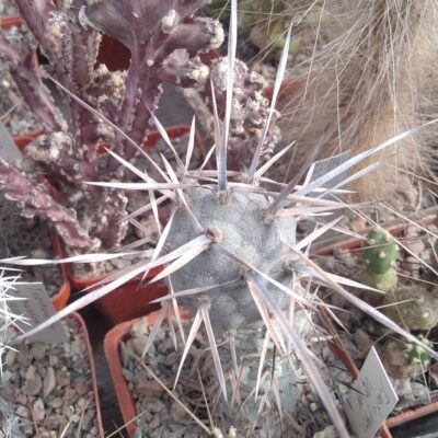 Tephrocactus articulatus VG388 -верхній пагін -