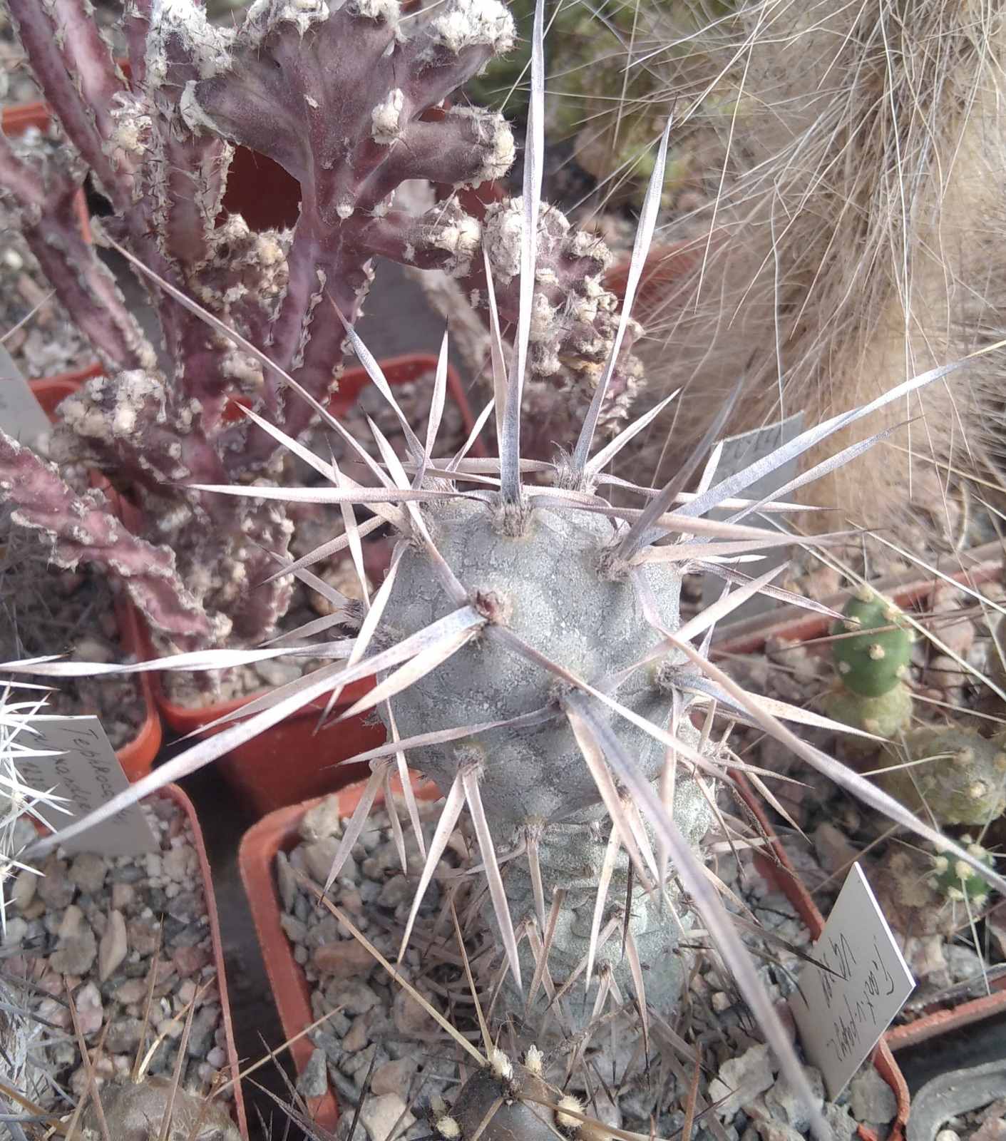 Tephrocactus articulatus VG388 -верхній пагін -