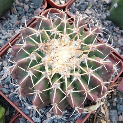 Discocactus insignis HU347 -cube-9cm-багаторічна прихована підщепа- 1500