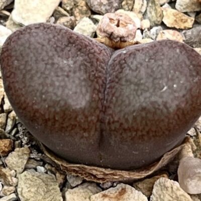 conophytum verrucosum