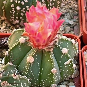 astrophytum rote blute