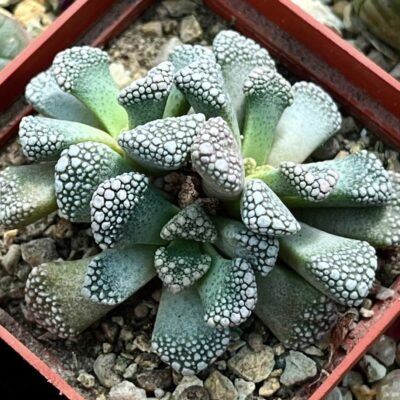 titanopsis calcarea