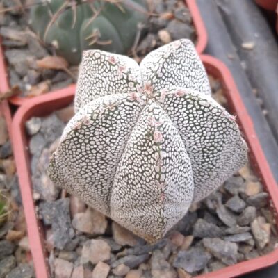 Astrophytum cv."Onzuka"- cube-5cm-