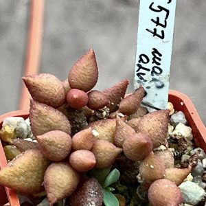 adromischus marianae alveolatus