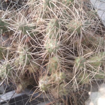 Maihueniopsis platyacantha CJH380 -пагони по 80гр.