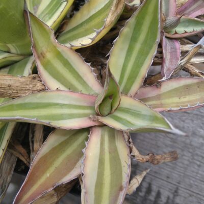 Agave lophantha v. tricolor - пагін-