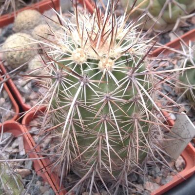 Echinocereus engelmanii v. armatus SB1462 -cube-6cm-