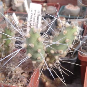 Maihueniopsis atacamensis PT169 -rare- пагони-