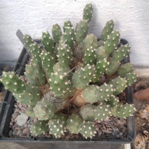 Cumulopuntia ignescens MK -гілочка у 2 пагони-