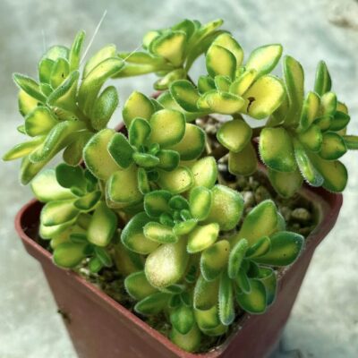 aeonium mini variegata