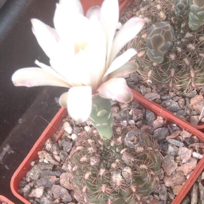 Gymnocalycium mesopotamicum -Arg- cube-6cm-