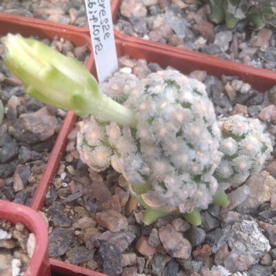 Mammillaria theresae v. albiflora -cube-6cm- підщепа-F.glaucescens-