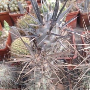 Tephrocactus articulatus VG653 -верхній пагін-