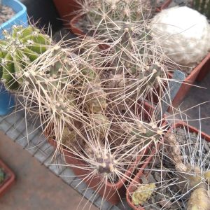 Maihueniopsis platyacantha MK1991 -пагони-