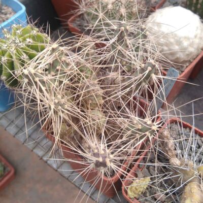 Maihueniopsis platyacantha MK1991 -пагони-