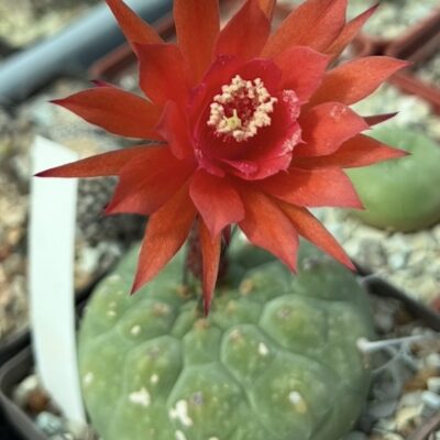 970.638 MG matucana madisoniorum	 куб 8 см