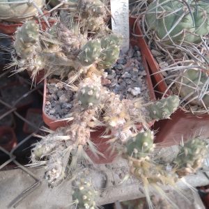 Maihueniopsis ovata -cube-6cm- увесь кущ - (колекційний)