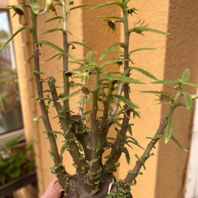 dorstenia hildebrandtii rubra