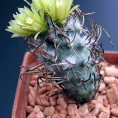 turbinicarpus flaviflorus
