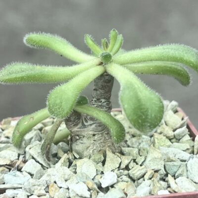 tylecodon leucothrix