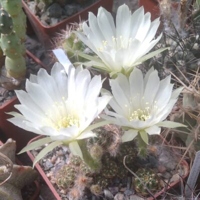 Lobivia torrecilasensis v. albiflora  -пагони-
