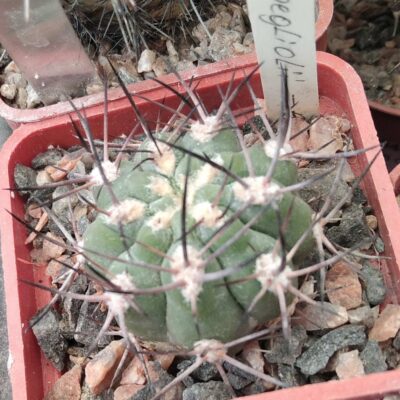 Pyrrhocactus megliolii -Piltz- cube-5cm-