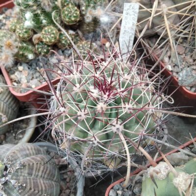 Ferocactus hamathacanthus GL150 cube-5cm-