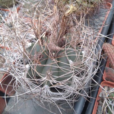 Astrophytum senile -біля 9см у діам.-