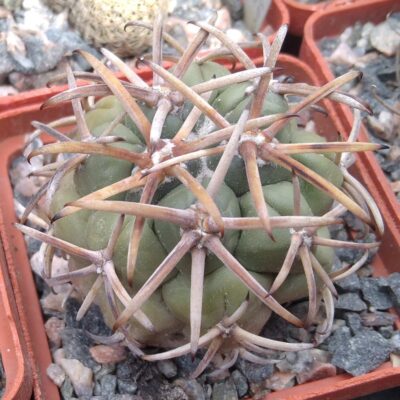 Coryphantha valida VZD95 -cube-5cm- прихована підщепа- відбір-