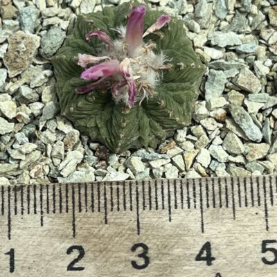aztekium ritteri own root