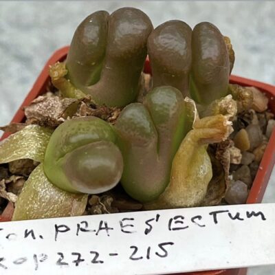 conophytum praesectum cop272-215
