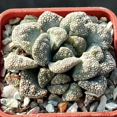 titanopsis calcarea